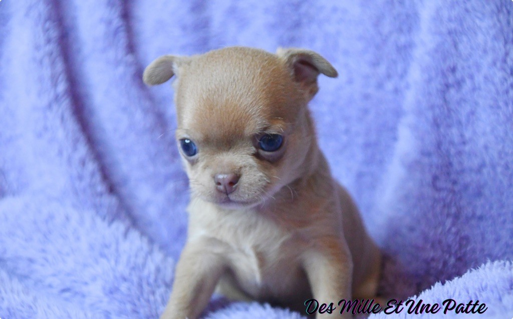 des Mille et une Patte - Chiot disponible  - Chihuahua