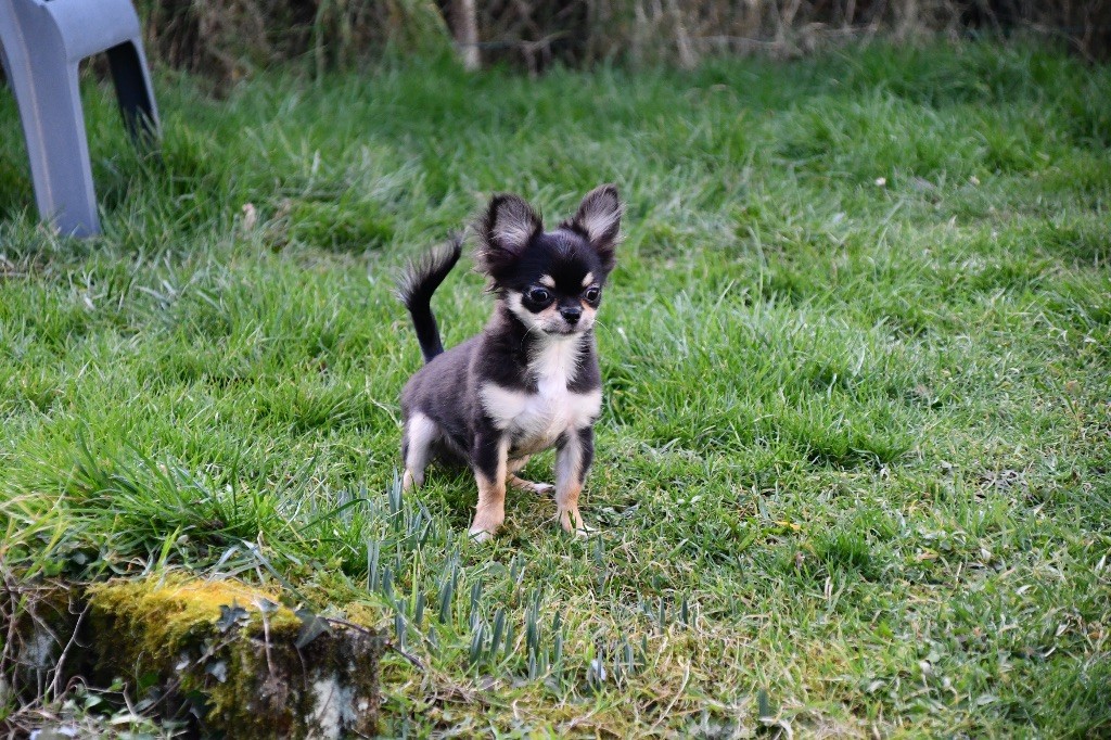 des Mille et une Patte - Chiot disponible  - Chihuahua