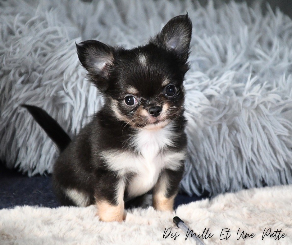 des Mille et une Patte - Chiot disponible  - Chihuahua