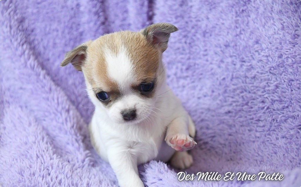 des Mille et une Patte - Chiot disponible  - Chihuahua