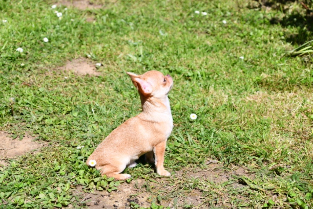 des Mille et une Patte - Chiot disponible  - Chihuahua