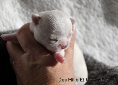 des Mille et une Patte - Chihuahua - Portée née le 03/11/2022