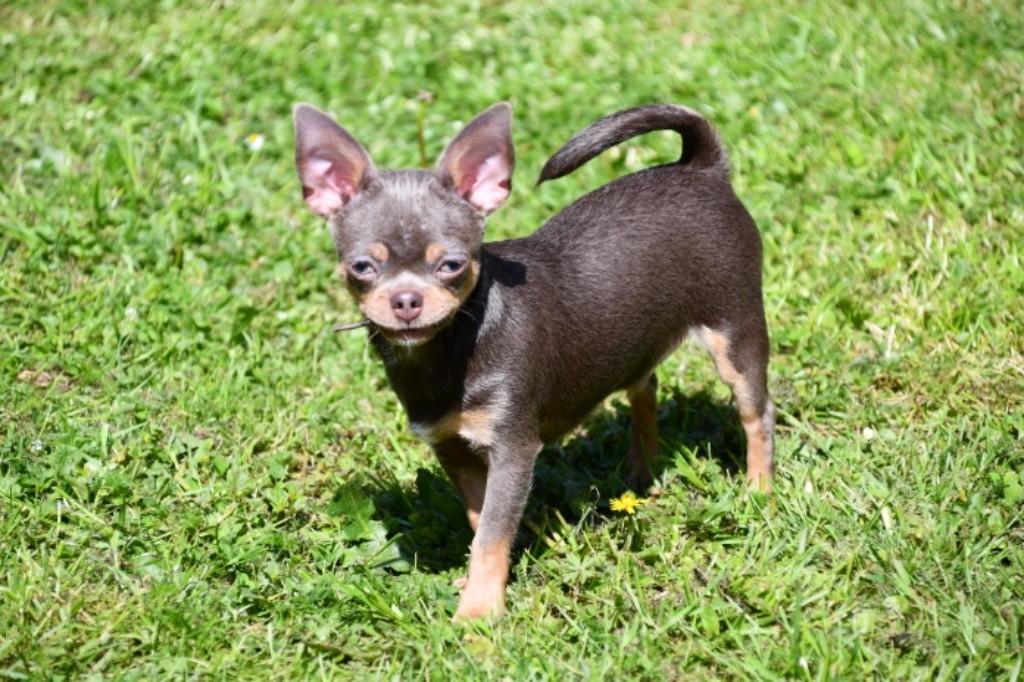 des Mille et une Patte - Chiot disponible  - Chihuahua