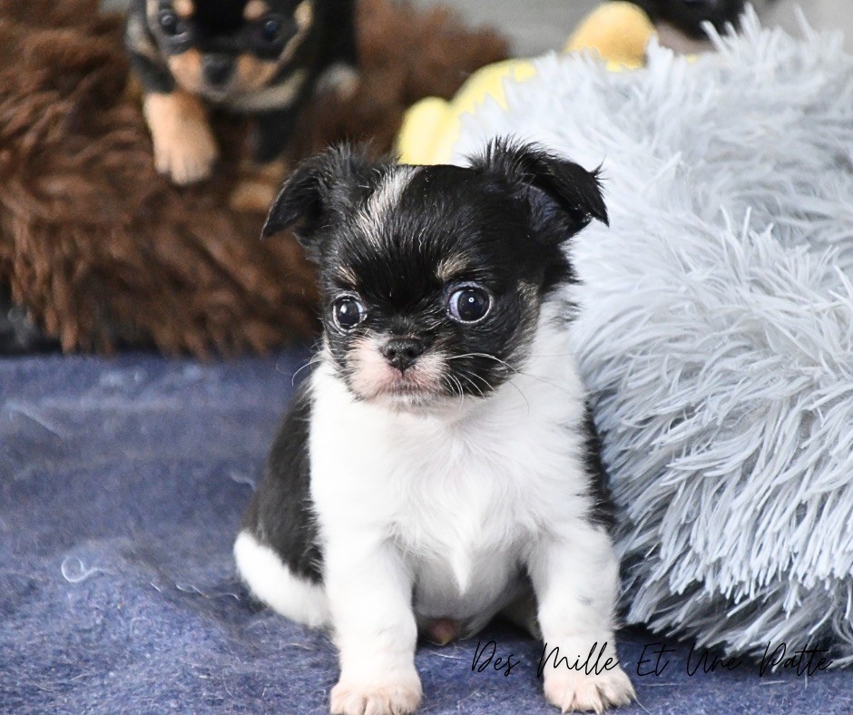 des Mille et une Patte - Chiot disponible  - Chihuahua