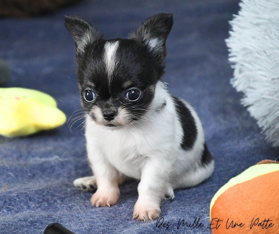 des Mille et une Patte - Chiot disponible  - Chihuahua