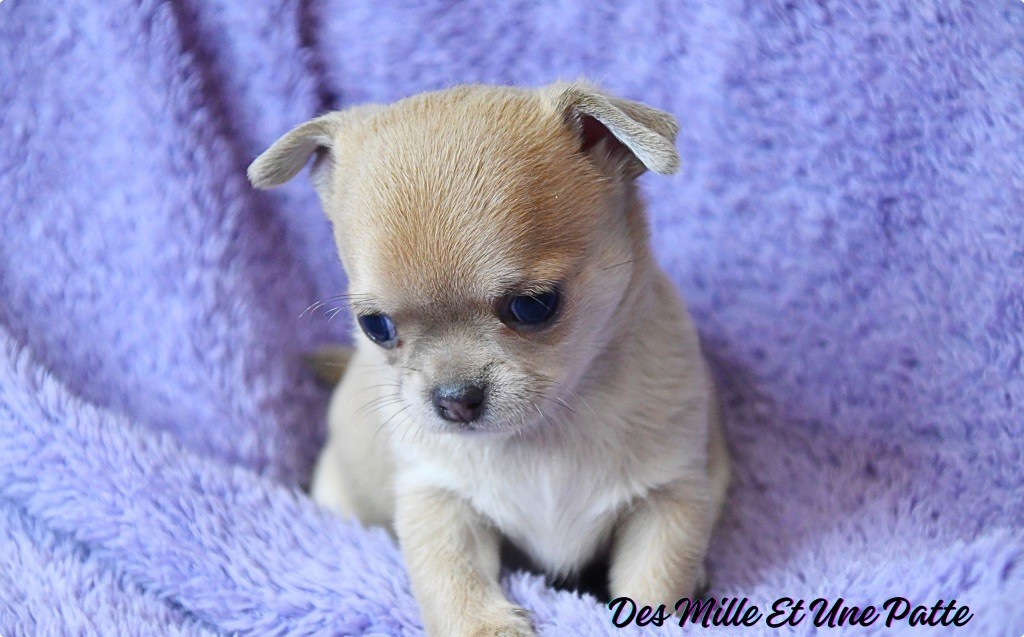 des Mille et une Patte - Chiot disponible  - Chihuahua