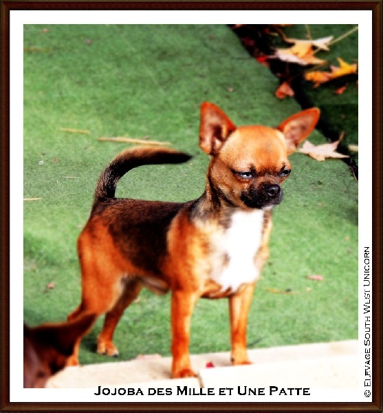 Jojoba des Mille et une Patte