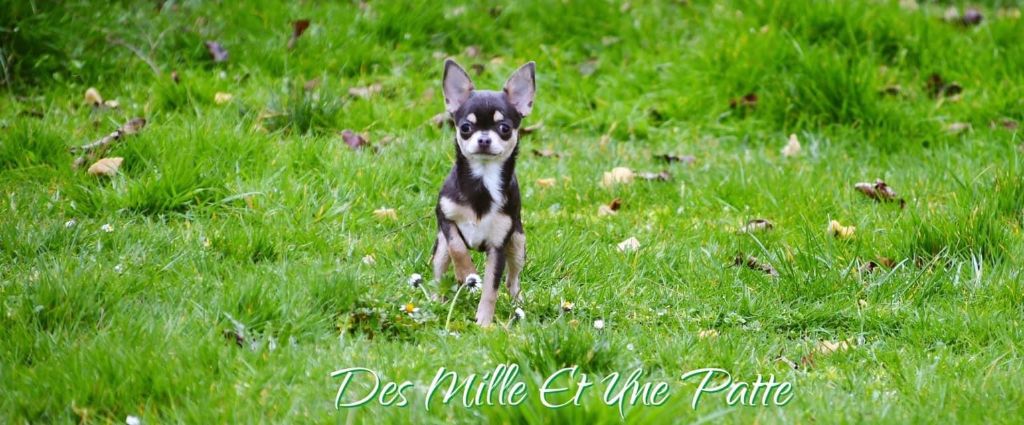 Plume des Mille et une Patte