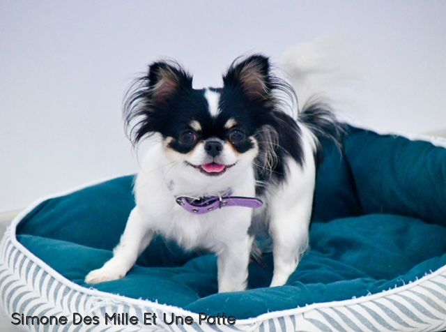 Simone des Mille et une Patte