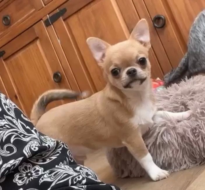 T'choupi des Mille et une Patte