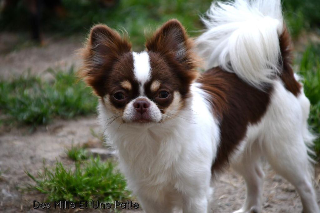 Twix des Mille et une Patte