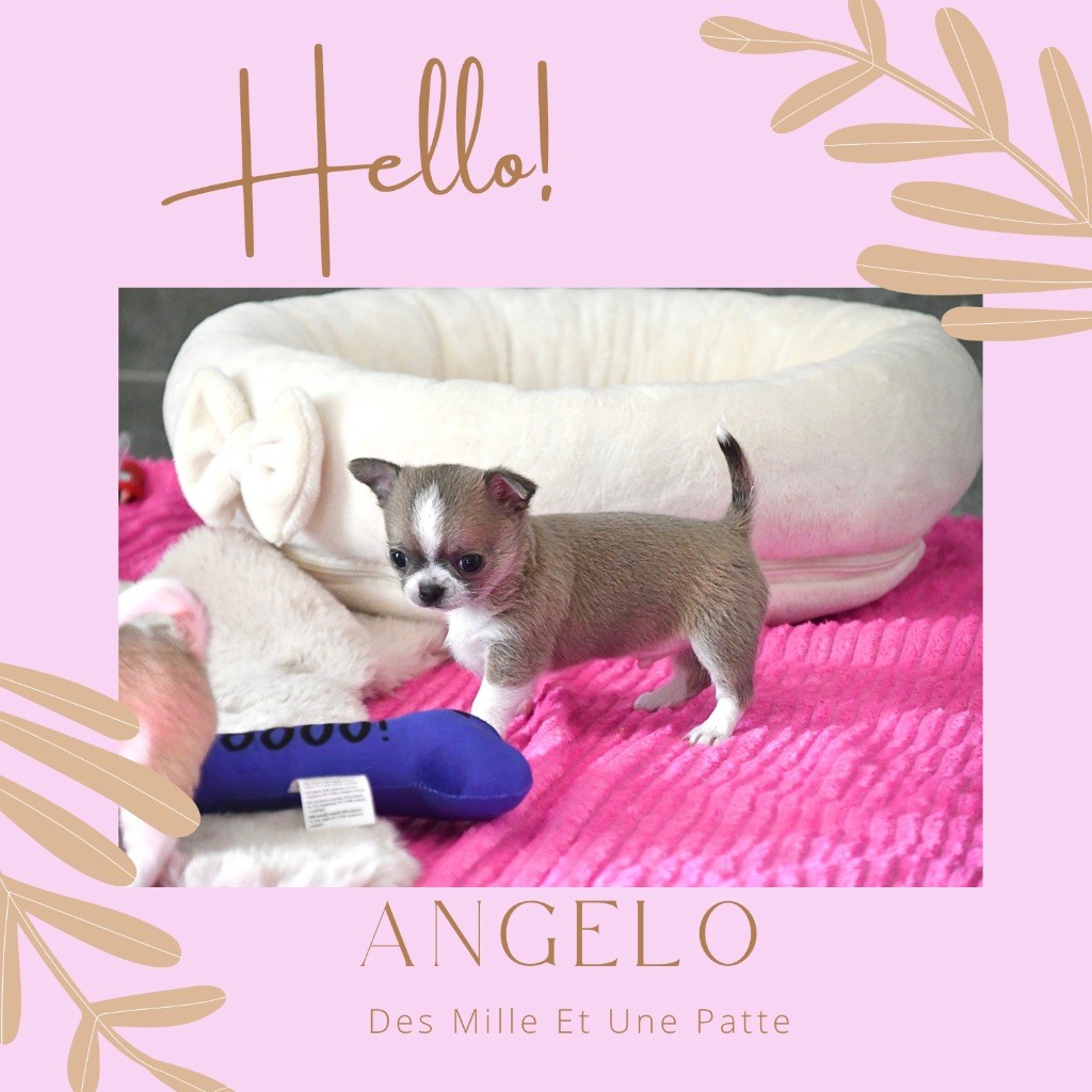 des Mille et une Patte - Chiots disponibles - Chihuahua