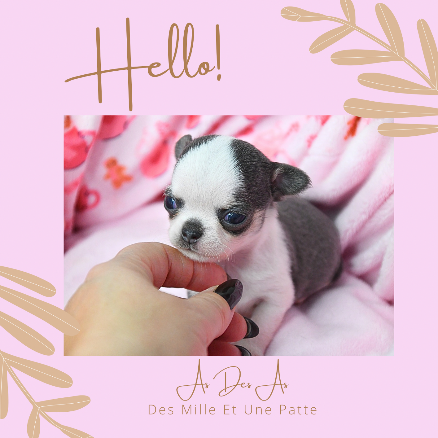 des Mille et une Patte - Chiots disponibles - Chihuahua