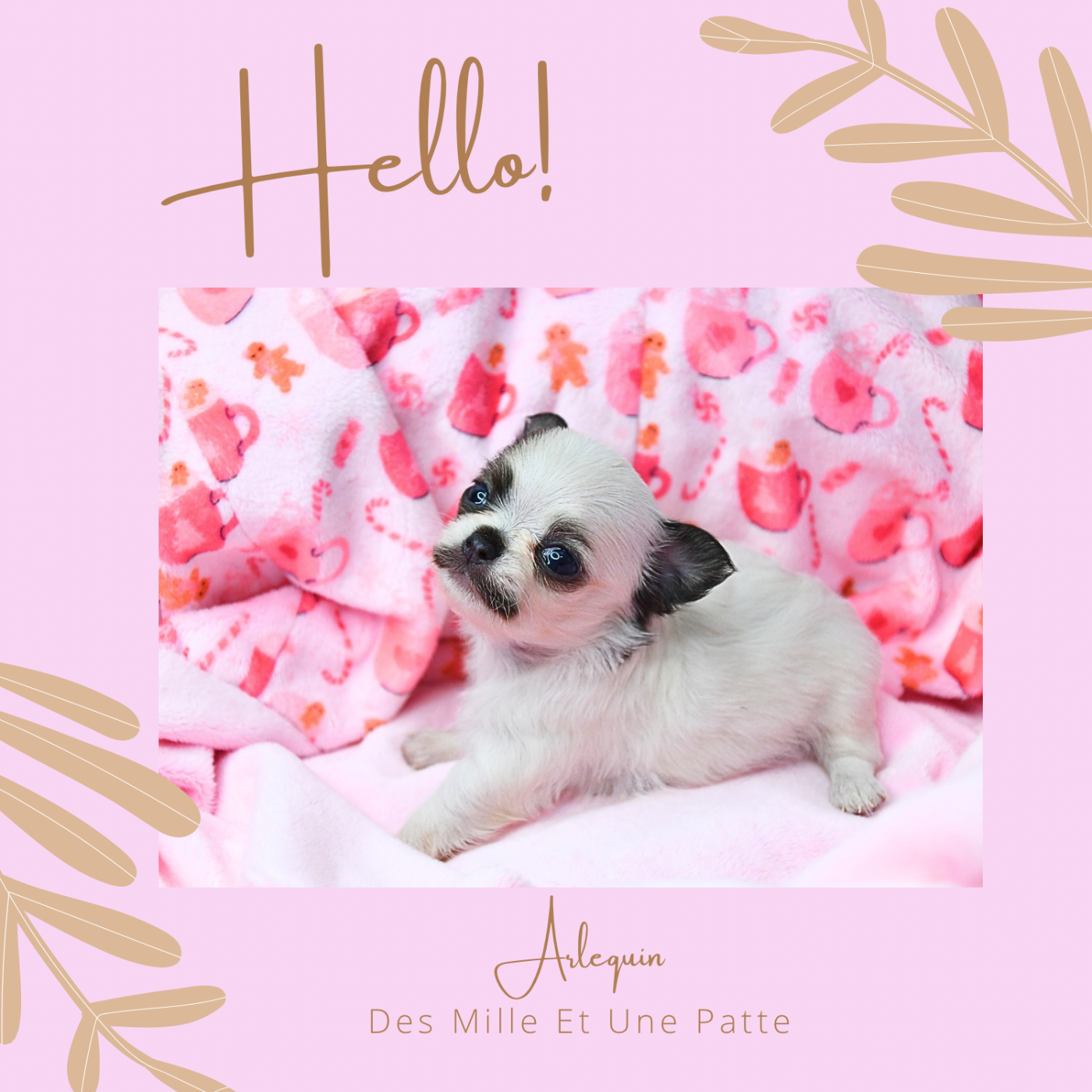 des Mille et une Patte - Chiots disponibles - Chihuahua