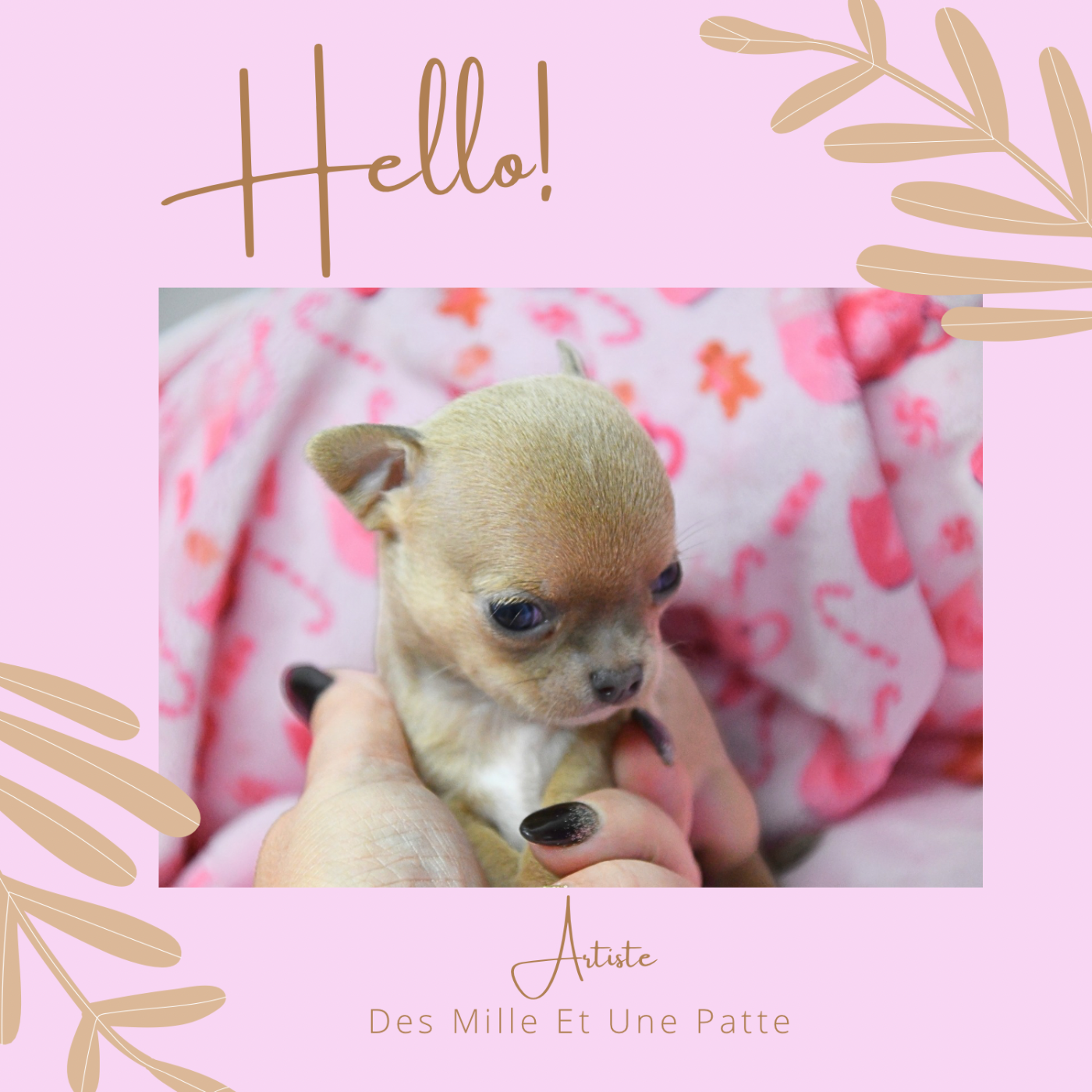 des Mille et une Patte - Chiots disponibles - Chihuahua