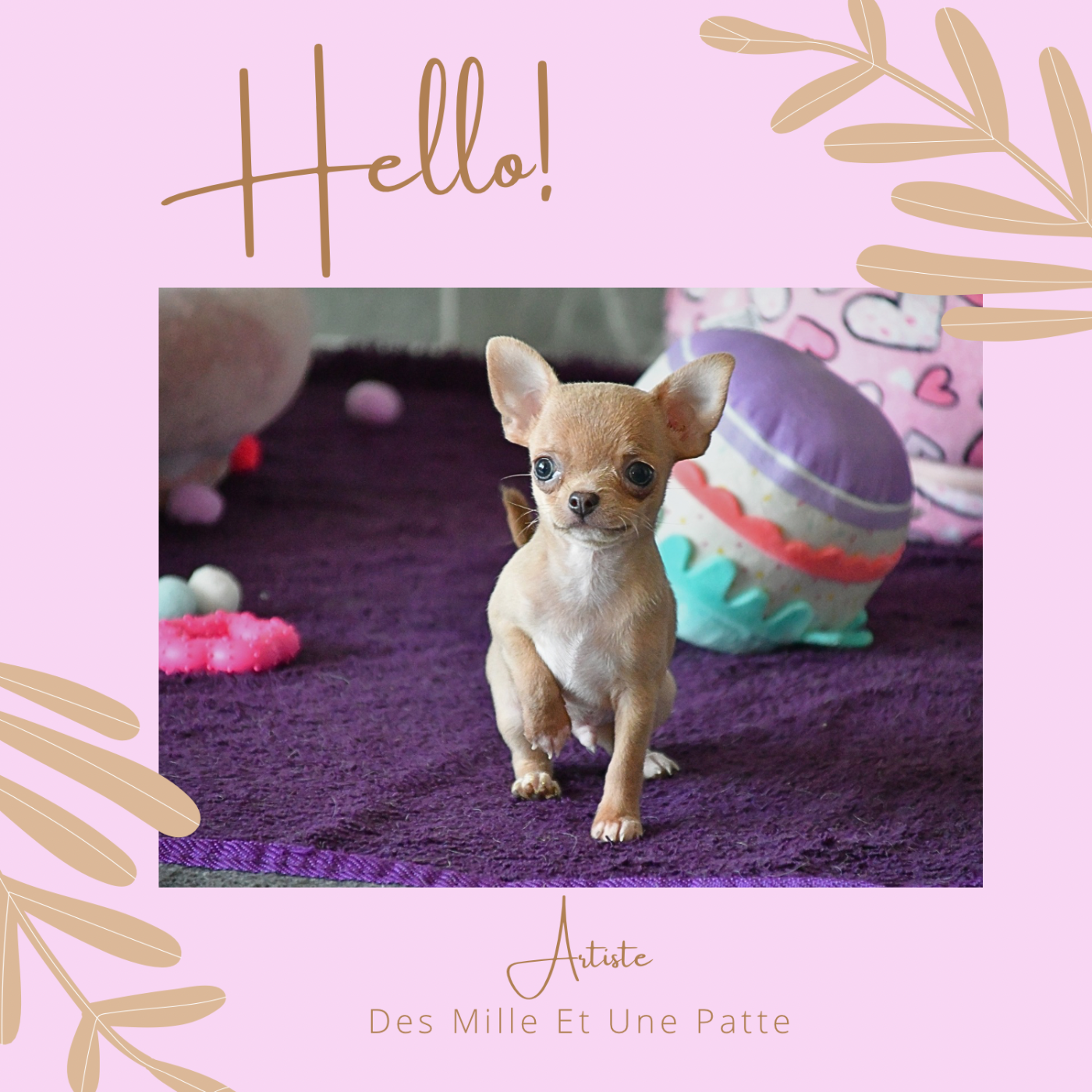 des Mille et une Patte - Chiots disponibles - Chihuahua