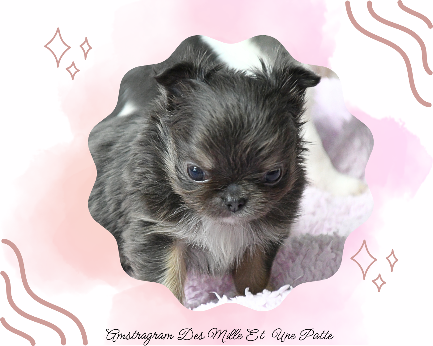 des Mille et une Patte - Chiots disponibles - Chihuahua