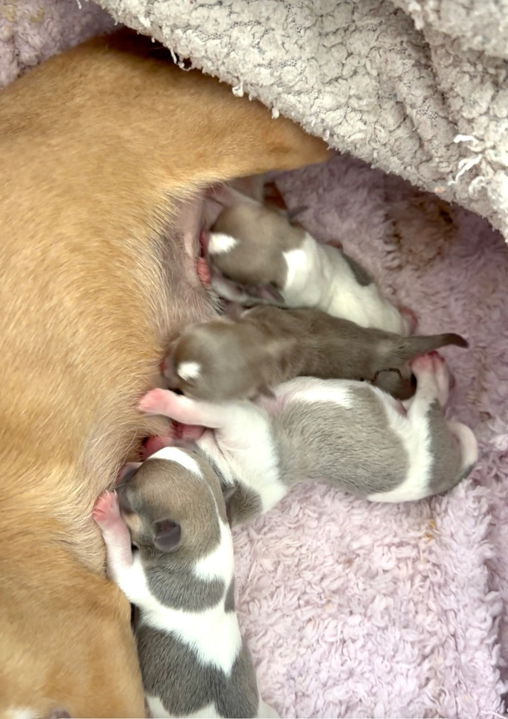 Chiot Chihuahua des Mille et une Patte