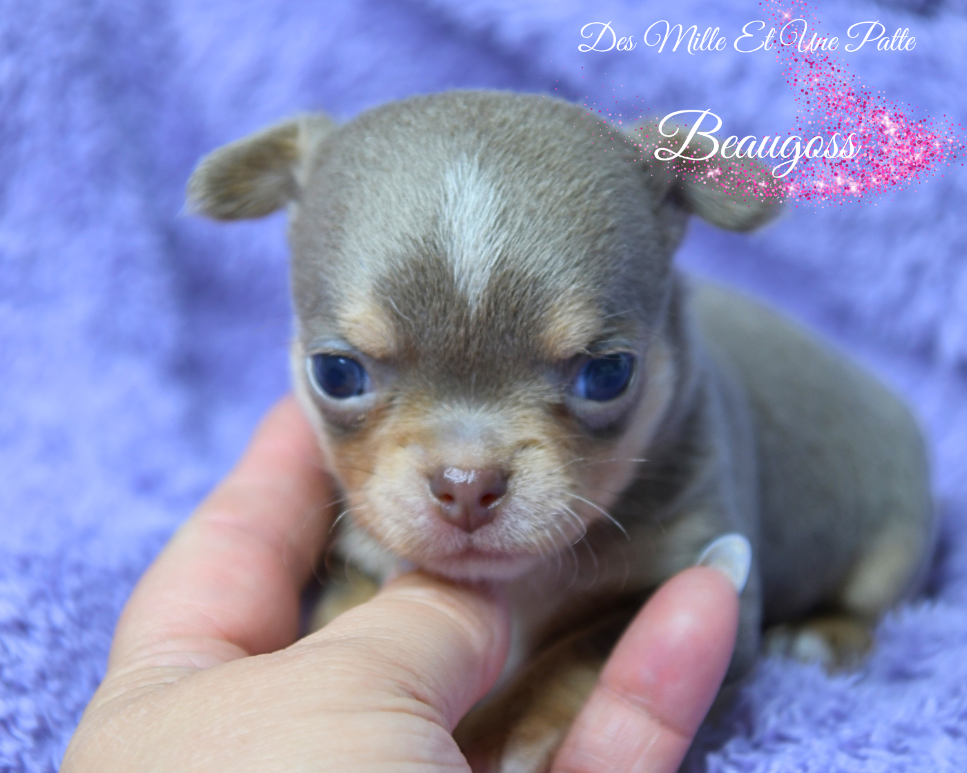 des Mille et une Patte - Chiots disponibles - Chihuahua