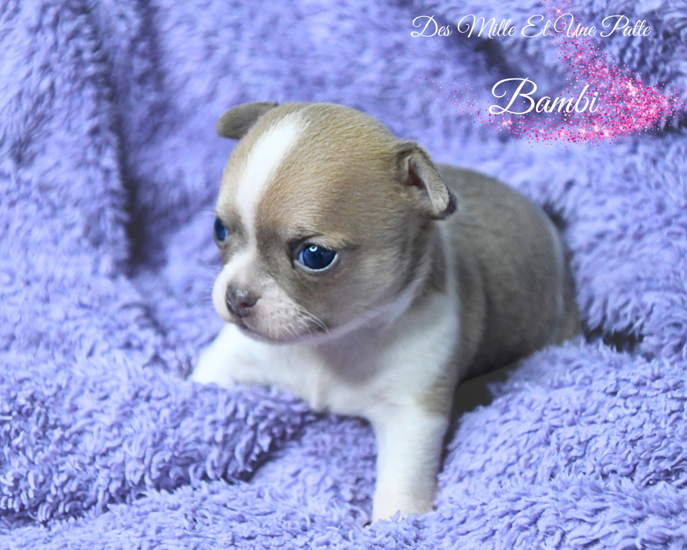 des Mille et une Patte - Chiots disponibles - Chihuahua