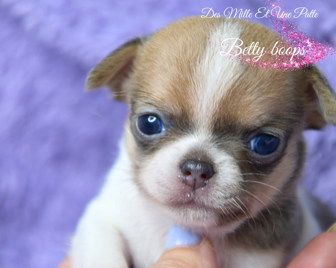 des Mille et une Patte - Chiots disponibles - Chihuahua