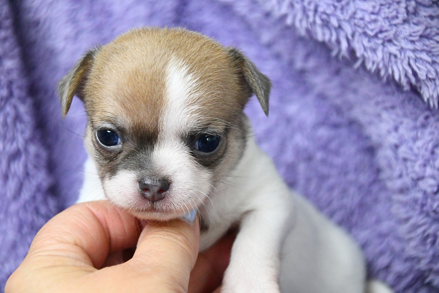 des Mille et une Patte - Chiots disponibles - Chihuahua