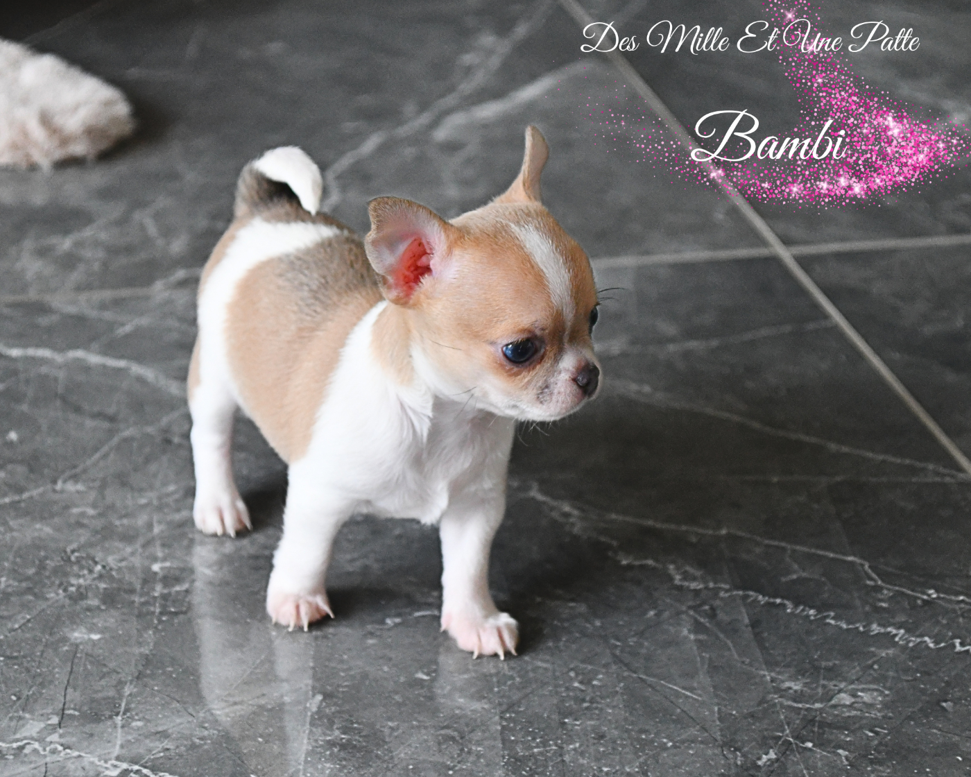 des Mille et une Patte - Chiots disponibles - Chihuahua