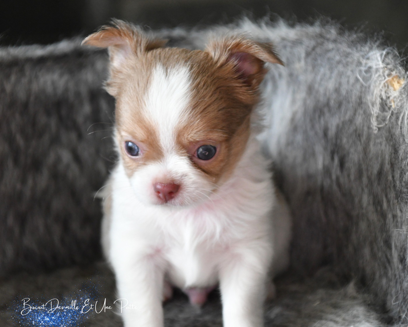 des Mille et une Patte - Chiots disponibles - Chihuahua