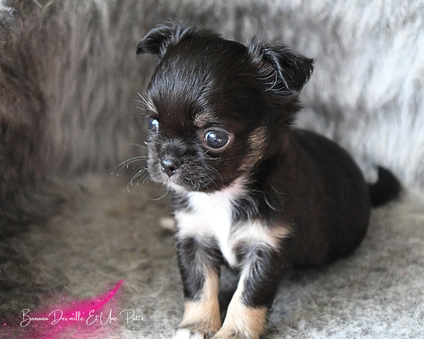 des Mille et une Patte - Chiots disponibles - Chihuahua
