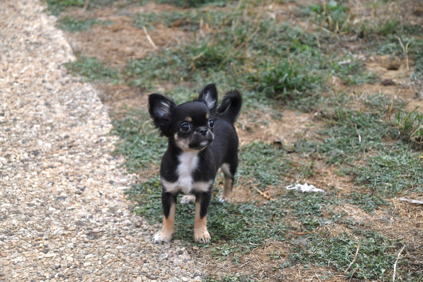 des Mille et une Patte - Chiots disponibles - Chihuahua