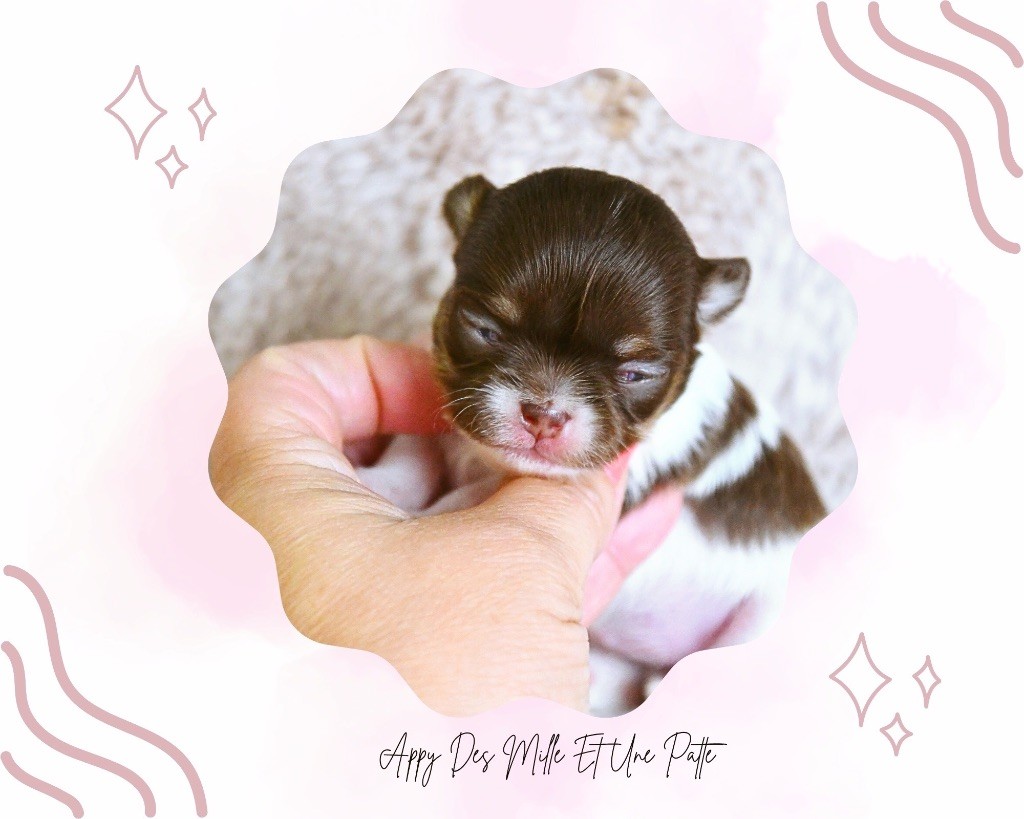 des Mille et une Patte - Chiots disponibles - Chihuahua