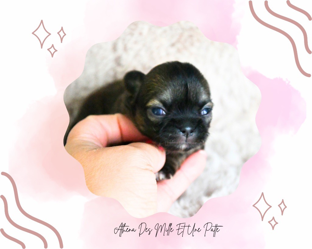des Mille et une Patte - Chiots disponibles - Chihuahua