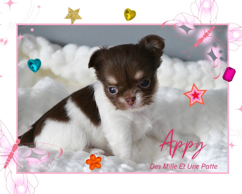 des Mille et une Patte - Chiots disponibles - Chihuahua