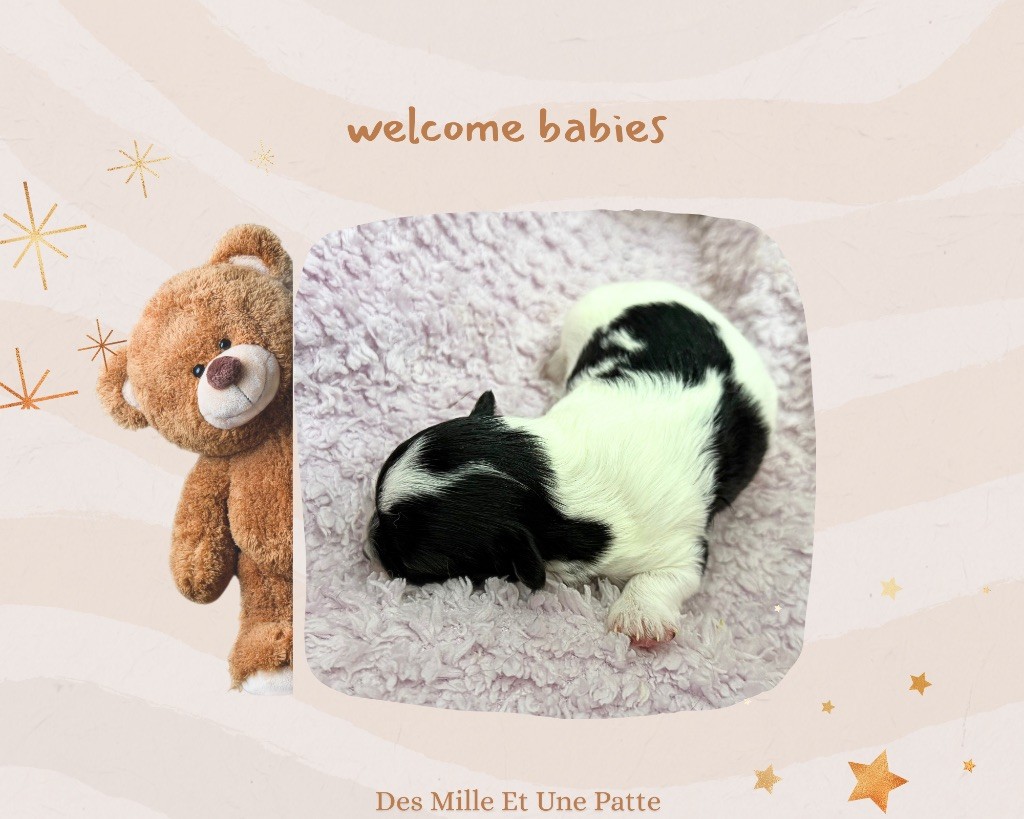 des Mille et une Patte - Chiots disponibles - Chihuahua