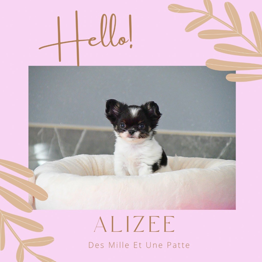 des Mille et une Patte - Chiots disponibles - Chihuahua