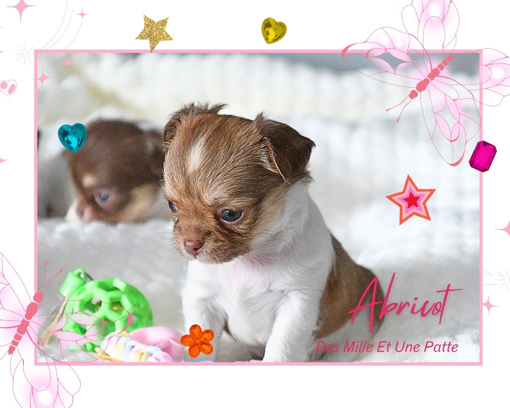 des Mille et une Patte - Chiots disponibles - Chihuahua