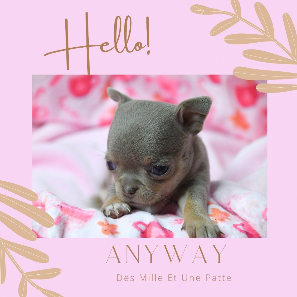 des Mille et une Patte - Chiots disponibles - Chihuahua