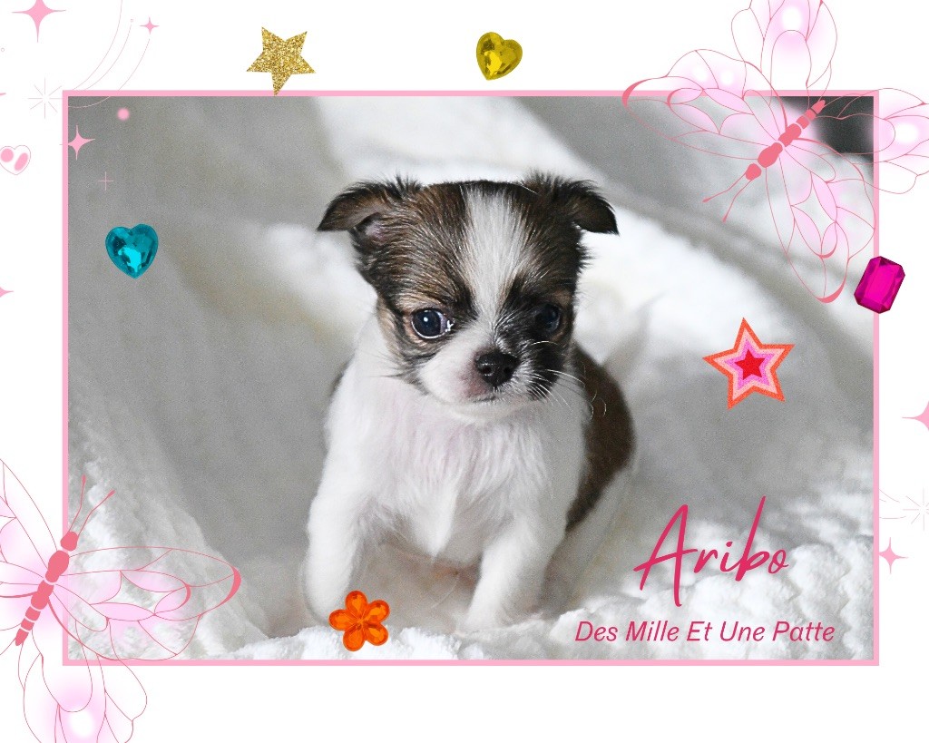 des Mille et une Patte - Chiots disponibles - Chihuahua