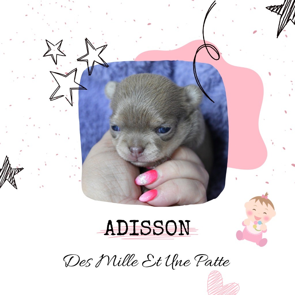 des Mille et une Patte - Chiots disponibles - Chihuahua
