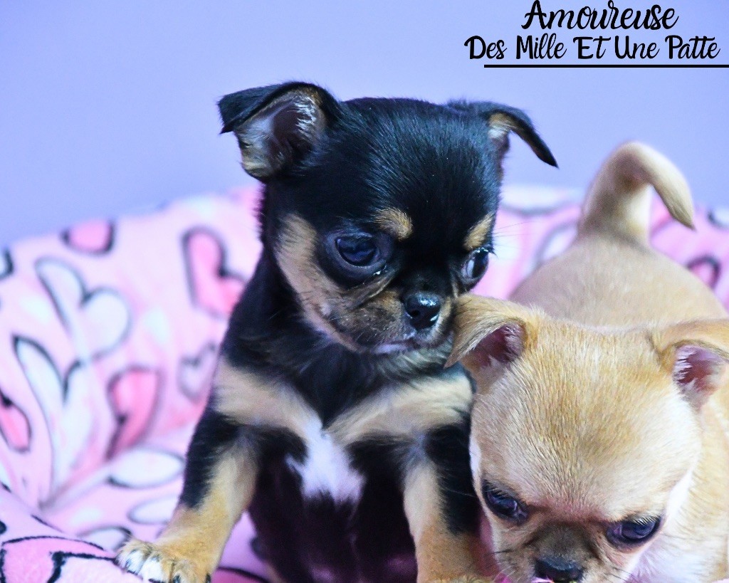 des Mille et une Patte - Chiots disponibles - Chihuahua