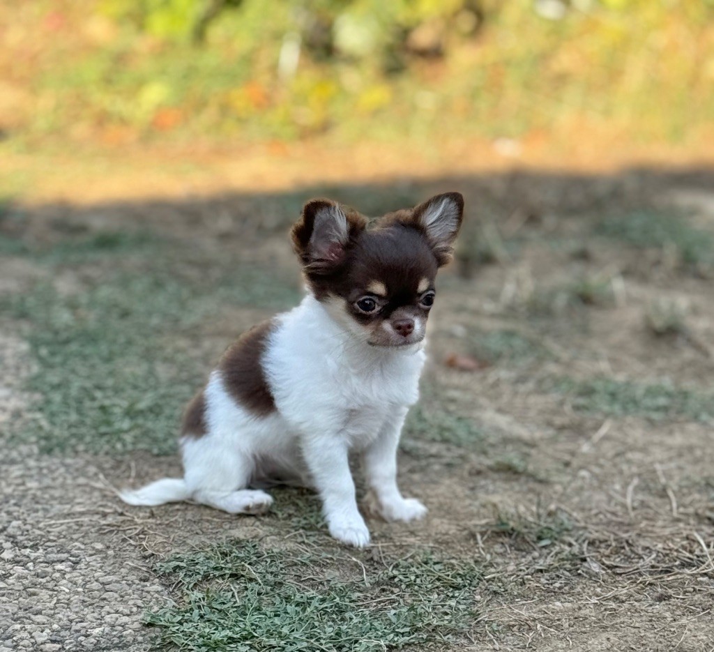 des Mille et une Patte - Chiots disponibles - Chihuahua