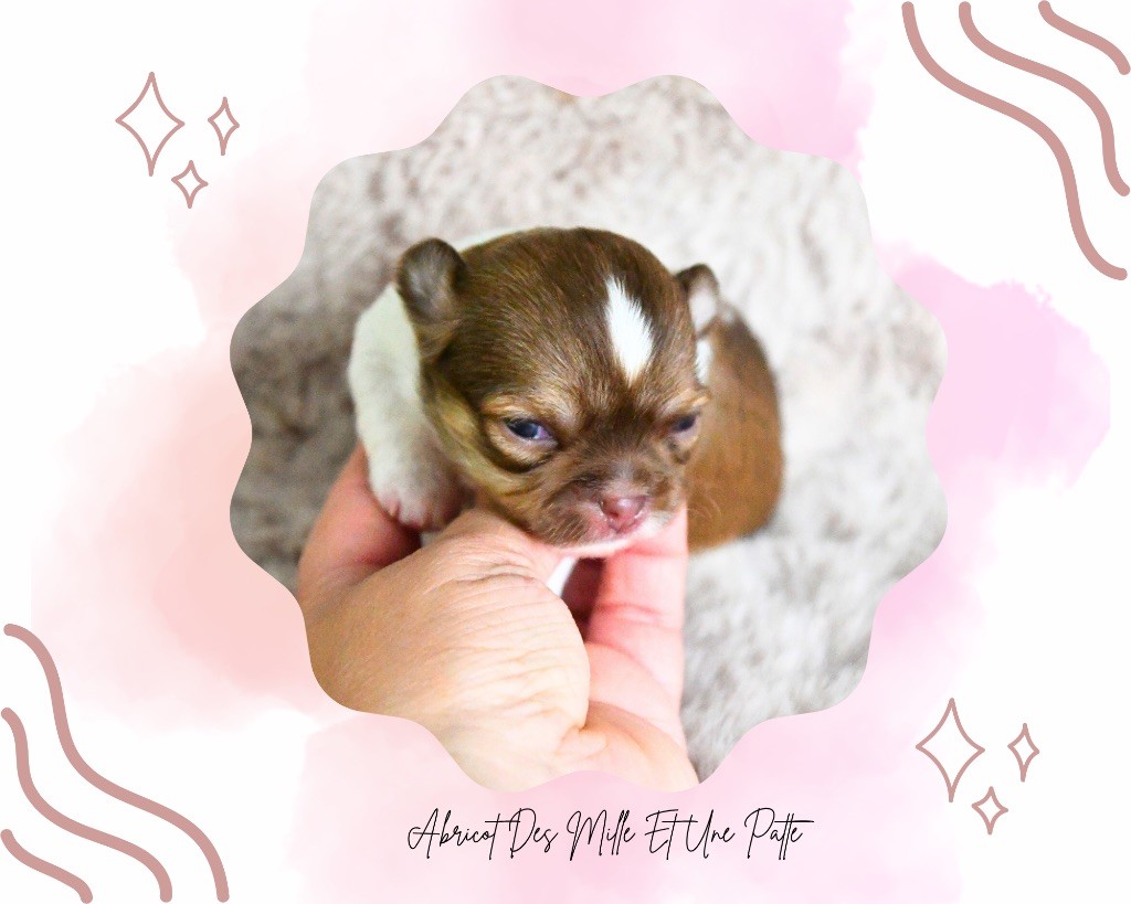 des Mille et une Patte - Chiots disponibles - Chihuahua