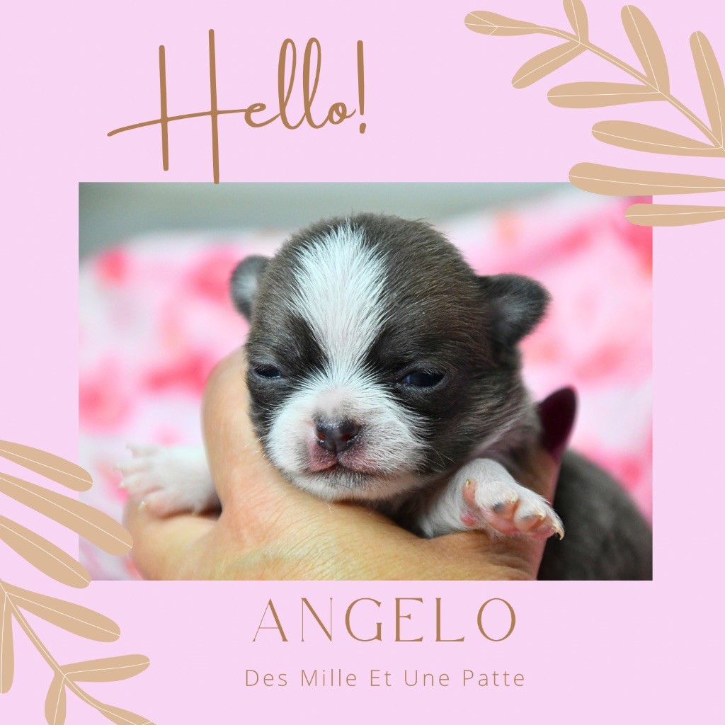 des Mille et une Patte - Chiots disponibles - Chihuahua
