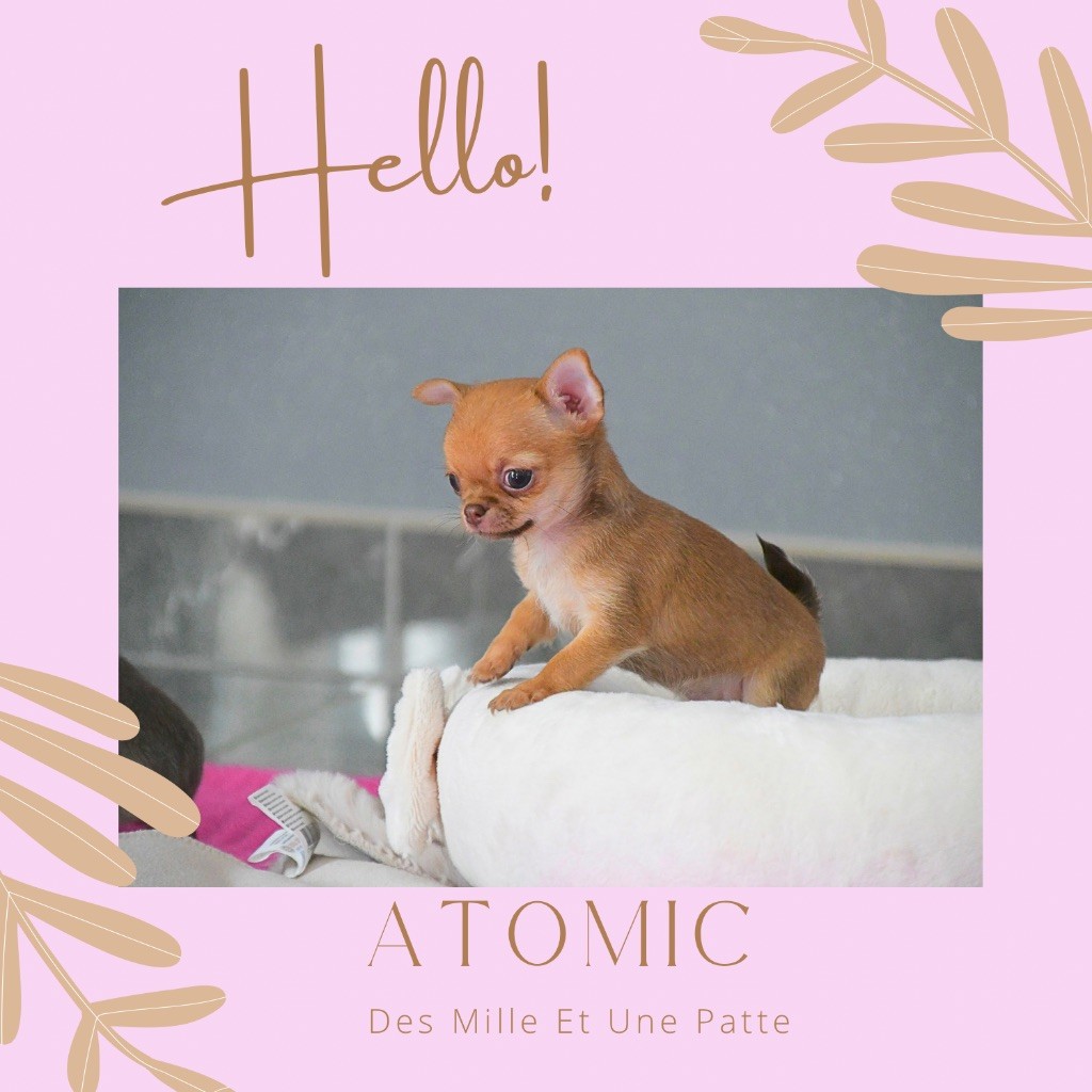 des Mille et une Patte - Chihuahua - Portée née le 27/08/2025