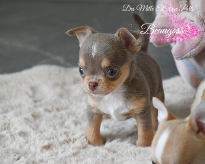 Chiot N°1