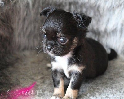 Chiot N°2