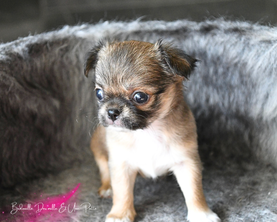Chiot N°3