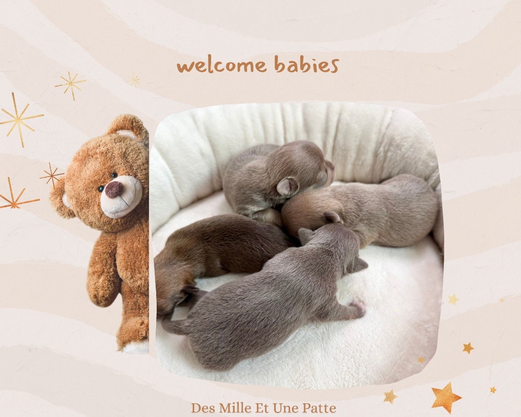 des Mille et une Patte - Chiots disponibles - Chihuahua