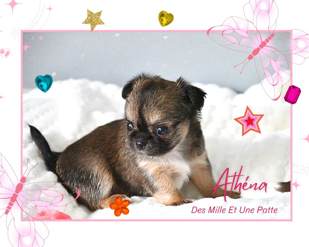 des Mille et une Patte - Chiots disponibles - Chihuahua