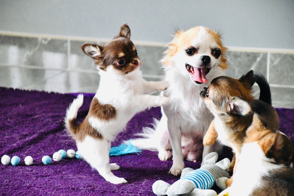 des Mille et une Patte - Chiots disponibles - Chihuahua